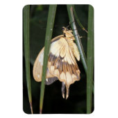 Wunderschönes Moth Premium Magnet (Vertikal)