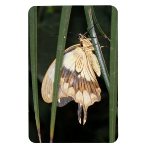 Wunderschönes Moth Premium Magnet