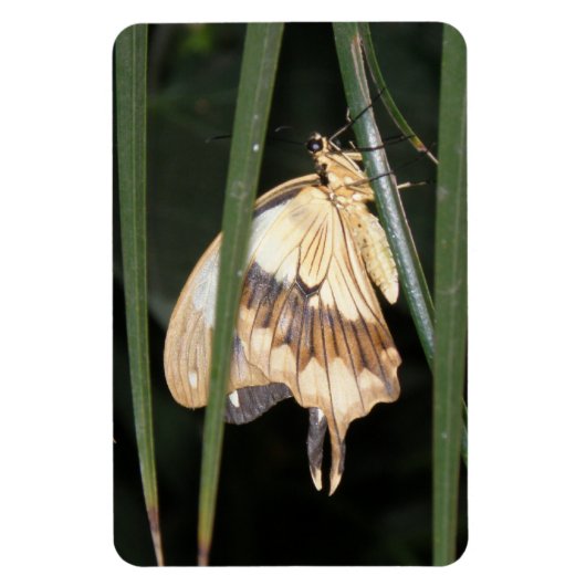 Wunderschönes Moth Premium Magnet (Vertikal)