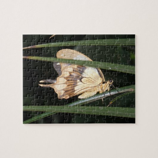 Wunderschönes Moth Puzzle (Horizontal)