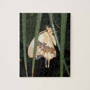 Wunderschönes Moth Puzzle