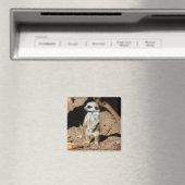 Wunderschönes Niedliches süßafrikanisches Meerkat- Magnet (In Situ (Geschirrspüler))