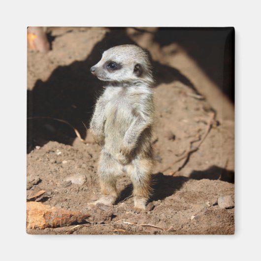 Wunderschönes Niedliches süßafrikanisches Meerkat- Magnet (Vorne)