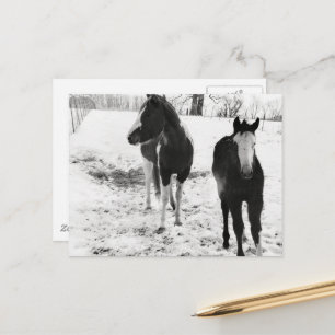 Wunderschönes Paint Horse Stute und Fohlen im Wint Postkarte