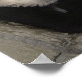 Wunderschönes Panda-Poster. Poster (Ecke)