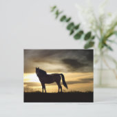 Wunderschönes Pferd im Sonnenuntergang Postkarte (Stehend Vorderseite)