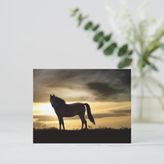 Wunderschönes Pferd im Sonnenuntergang Postkarte (Stehend Vorderseite)