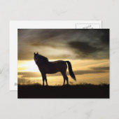Wunderschönes Pferd im Sonnenuntergang Postkarte (Vorne/Hinten)