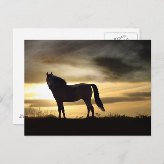 Wunderschönes Pferd im Sonnenuntergang Postkarte (Vorne/Hinten)
