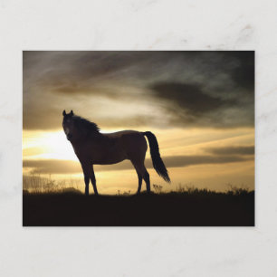 Wunderschönes Pferd im Sonnenuntergang Postkarte