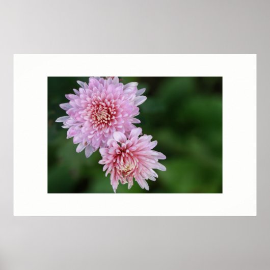 Wunderschönes Plakat für weich rosa Blume (Vorne)