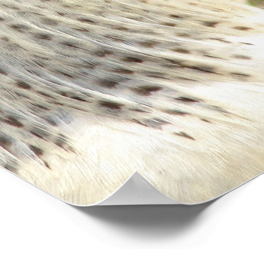 Wunderschönes Rooster Poster (Ecke)