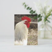 Wunderschönes Rooster Postkarte (Stehend Vorderseite)