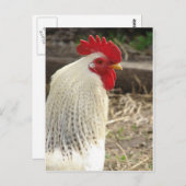 Wunderschönes Rooster Postkarte (Vorne/Hinten)