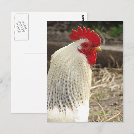 Wunderschönes Rooster Postkarte (Vorne/Hinten)