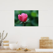Wunderschönes rotes / rosa Rosenposter Poster (Küche)