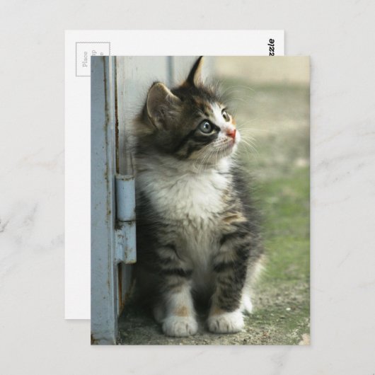 Wunderschönes Tabby-Kätzchendesign - so niedlich! Postkarte (Vorne/Hinten)