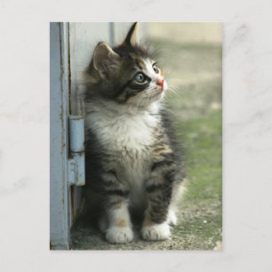 Wunderschönes Tabby-Kätzchendesign - so niedlich! Postkarte