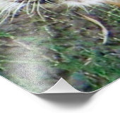 Wunderschönes Tiger Poster! Fotodruck (Ecke)