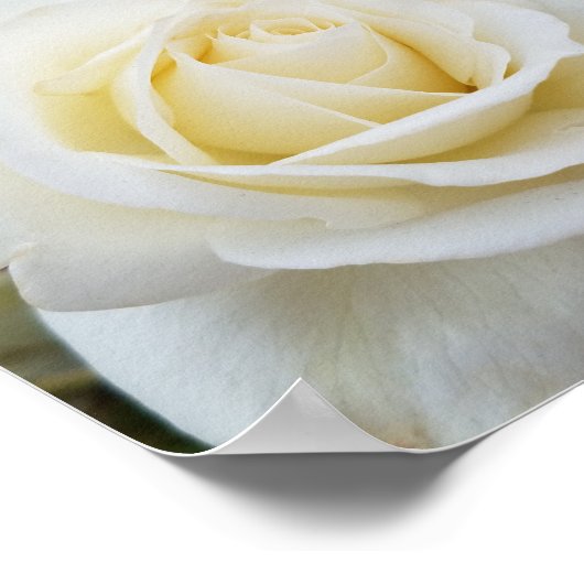 Wunderschönes, weißes Rosa Foto Poster (Ecke)