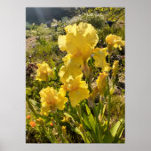 Wunderschönes Yellow Iris Flower Garden Poster (Vorne)