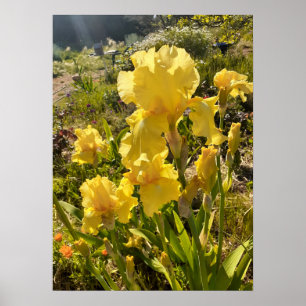 Wunderschönes Yellow Iris Flower Garden Poster