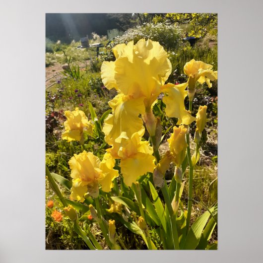Wunderschönes Yellow Iris Flower Garden Poster (Vorne)