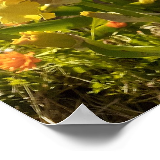 Wunderschönes Yellow Iris Flower Garden Poster (Ecke)