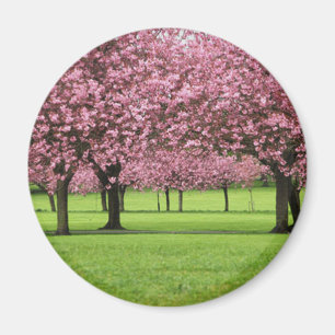 WUNDERVOLLE KIRSCHBLÜTEN MAGNET