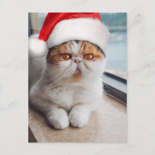 Wundervolle Perserkatze mit Weihnachtsmannmütze Postkarte