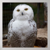 Wunderweißes Owl Poster (Vorne)