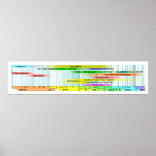Wundheilphasen-Diagramm Poster