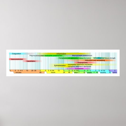 Wundheilphasen-Diagramm Poster (Vorne)