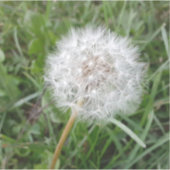 Wünsche Aufkleber (Vorderseite)