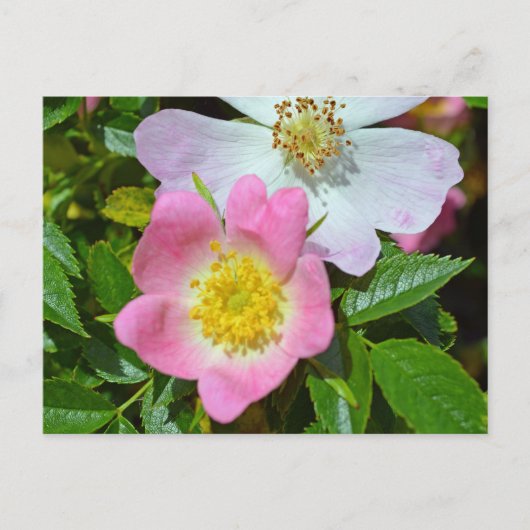 Wünsche des Frühlings Feiertagspostkarte (Vorderseite)