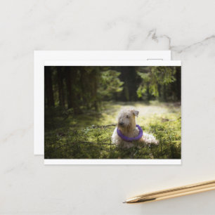 Wünschelrute Postkarte