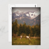 Wünschen Sie sich nach einem Weißen Pferd! Postkarte (Vorne/Hinten)