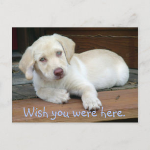 Wünscht, ihr wäret hier Gelbe Labrador Puppy Postkarte