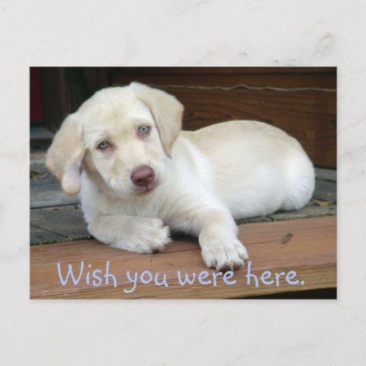 Wünscht, ihr wäret hier Gelbe Labrador Puppy Postkarte (Vorderseite)