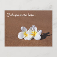 Wünscht, ihr wäret hier White Plumeria Maui Postca