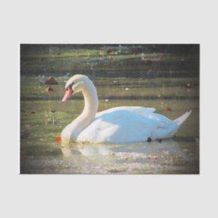 Würdevoller Schwan Seidenpapier
