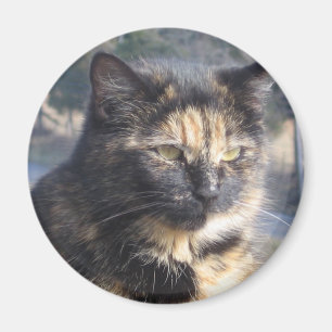 Würdige Katze Magnet