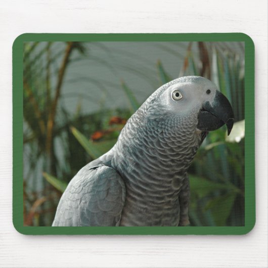 Würdiger afrikanisches Grau-Papagei Mousepad (Vorne)