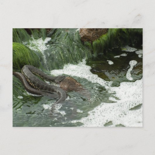 Würfel fressen Fisch Postkarte (Vorderseite)