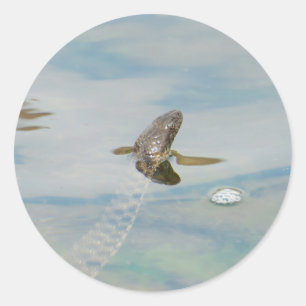 Würfel schlange den Kopf aus Wasser Runder Aufkleber