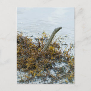 Würfelnatter steckt den Kopf aus dem Wasser Postkarte