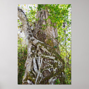 Würger-Feige, Big Cypress National Preserve, FL Poster
