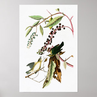 Wurm essen Warbler John Audubon Birds of America Poster