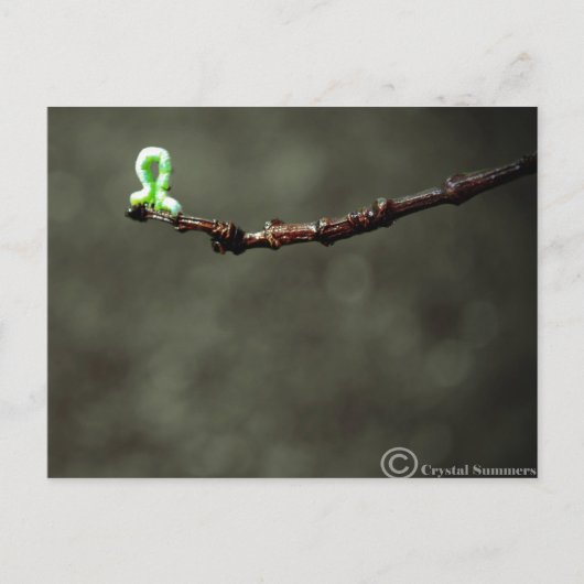 Wurm Postkarte (Vorderseite)