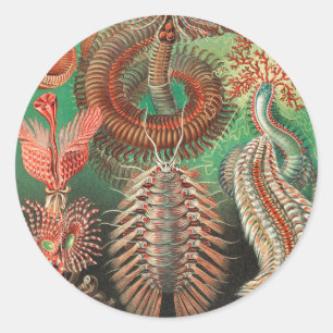 Würmer, Anneliden Chaetopoda von Ernst Haeckel Runder Aufkleber